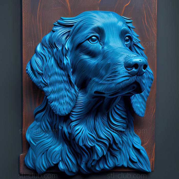 st Blue Picardy Spaniel dog